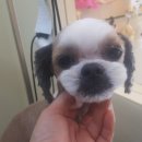 개 웃는날 이미지