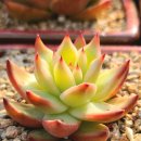 솔레미오 이미지