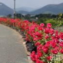 청도군-4 이미지