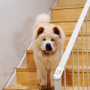 재미나개 이미지