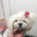 원당애견미용 이미지