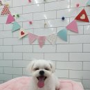 말티스토리 네이버블로그