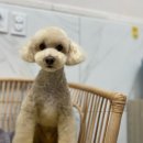 여수죽림동물병원 애견미용실 이미지