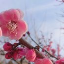 매화꽃환경