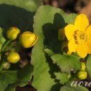 시에게 가는 길 이미지