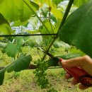 별별농장 이미지