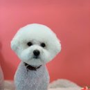 에떼르넬 슈슈 이미지