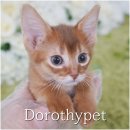 핑크젤리캐터리 이미지