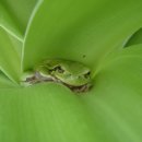 청개구리 이미지