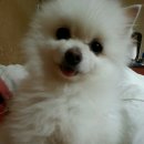 하얀강아지 이미지