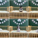 댕댕이뽀샵 이미지