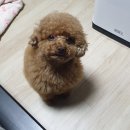 바니이발소 이미지