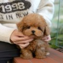 미유펫강아지고양이청주점(미용,위탁관리) | 창원강아지분양 맞춤 상담을 진행해주던 미유펫