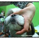 복돌이네애견샵 네이버블로그