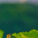 연밭 이미지