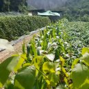 삼거리농장 이미지