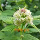 쌍치블루베리 이미지