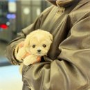 강아지분양 애견입양 아이러브독 포항점 | 대구 강아지분양 강아지분양 애견입양 아이러브독 대구점 방문 괜찮았음