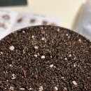 스타벅스 평택청북DT점 이미지