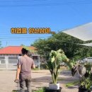 흙이보배다식물