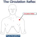 CRA 서큘레이션 반사(Circulation reflex) 이미지