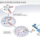 라니(RANI) 네이버블로그