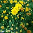 황금발태권도 이미지