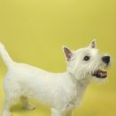 포즈티브 이미지