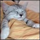 멍멍냐옹동물병원 이미지