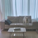 pet152너9205 | 강아지미끄럼방지매트 구루구루 슬림핏 펫매트 폴딩형