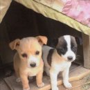 똥강아지 이미지