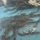 기장바다장어구이 이미지