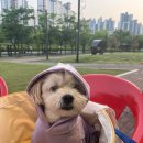 맛집 산골통닭 이미지