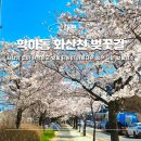 화산천 | 대전 벚꽃명소 학하동 화산천 벚꽃길 실시간 데이트 추천