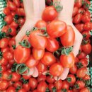 오텀 이미지