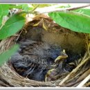 새들민박 이미지