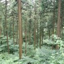 축령산 산소길(3구간) 이미지