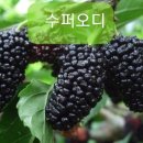 순창슈퍼 이미지