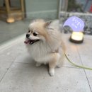 블링블링하개 이미지