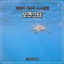 하와이 거북이 스노클링, 오션스타 투어 솔직 후기 및 비용 정보