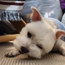 봄덴탈 | [페스티]코코넛 츄잉스틱 강아지 덴탈껌 내돈내산 후기 : )