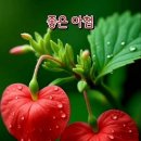 964 Daum카페