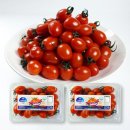 스테비아 대추방울토마토 1kg 8,540 무배 싼듯 이미지