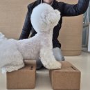 도그베이 미사점 이미지