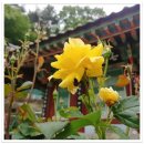 욕망의 열매 이미지