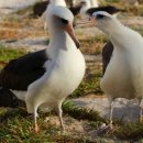 알바트로스 이미지