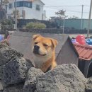 살찐고등어 네이버블로그