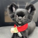 애견미용사 3급 자격증 과정 2 이미지