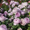 도당공원 이미지