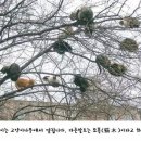 고양이나무